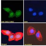 UBA2 Antibody in Immunocytochemistry (ICC/IF)