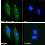 ORP7 Antibody in Immunocytochemistry (ICC/IF)