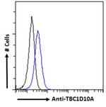 TBC1D10A Antibody in Flow Cytometry (Flow)