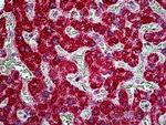 TBC1D10A Antibody in Immunohistochemistry (Paraffin) (IHC (P))