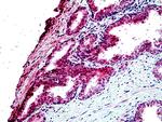 TBC1D10A Antibody in Immunohistochemistry (Paraffin) (IHC (P))