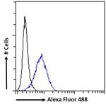 NUP62 Antibody in Flow Cytometry (Flow)