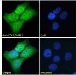 EDF1 Antibody in Immunocytochemistry (ICC/IF)