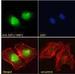 EDF1 Antibody in Immunocytochemistry (ICC/IF)