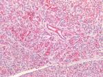 CFTR Antibody in Immunohistochemistry (Paraffin) (IHC (P))