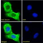 Securin Antibody in Immunocytochemistry (ICC/IF)