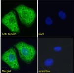 Securin Antibody in Immunocytochemistry (ICC/IF)