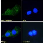 Cathepsin B Antibody in Immunocytochemistry (ICC/IF)