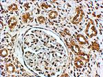 VPS41 Antibody in Immunohistochemistry (Paraffin) (IHC (P))