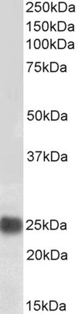 HP1 alpha Antibody in Western Blot (WB)