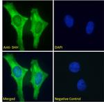 SHH Antibody in Immunocytochemistry (ICC/IF)