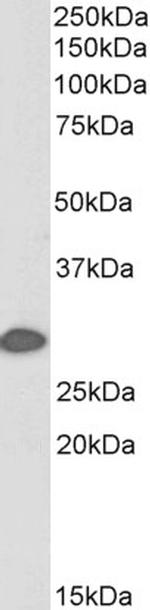 14-3-3 sigma Antibody in Western Blot (WB)