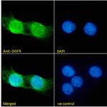 OGFR Antibody in Immunocytochemistry (ICC/IF)