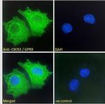 CXCR3 Antibody in Immunocytochemistry (ICC/IF)