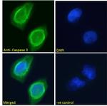 Caspase 3 Antibody in Immunocytochemistry (ICC/IF)