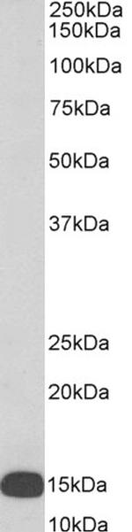 FLAP Antibody in Western Blot (WB)