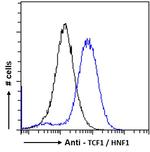 HNF1A Antibody in Flow Cytometry (Flow)