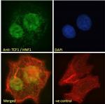 HNF1A Antibody in Immunocytochemistry (ICC/IF)