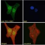 HNF1A Antibody in Immunocytochemistry (ICC/IF)