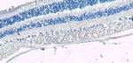 ARR3 Antibody in Immunohistochemistry (Paraffin) (IHC (P))