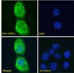 HYAL1 Antibody in Immunocytochemistry (ICC/IF)