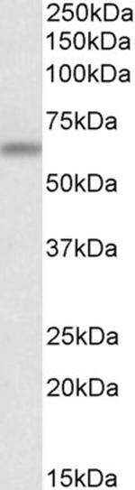 ATG16L1 Antibody in Western Blot (WB)