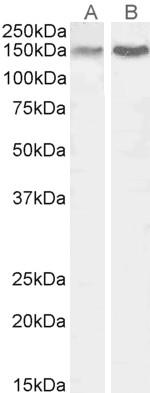 CTCF Antibody in Western Blot (WB)