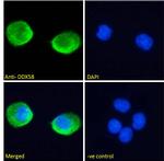 RIG-I Antibody in Immunocytochemistry (ICC/IF)