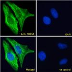 RIG-I Antibody in Immunocytochemistry (ICC/IF)