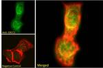 ERCC1 Antibody in Immunocytochemistry (ICC/IF)