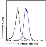 EPB41L5 Antibody in Flow Cytometry (Flow)