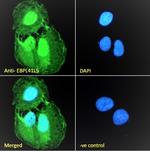 EPB41L5 Antibody in Immunocytochemistry (ICC/IF)