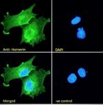 HRNR Antibody in Immunocytochemistry (ICC/IF)