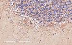 DAO Antibody in Immunohistochemistry (Paraffin) (IHC (P))