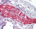 Ankyrin G Antibody in Immunohistochemistry (Paraffin) (IHC (P))