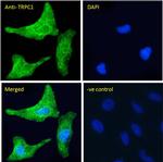 TRPC1 Antibody in Immunocytochemistry (ICC/IF)