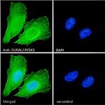 Furin Antibody in Immunocytochemistry (ICC/IF)