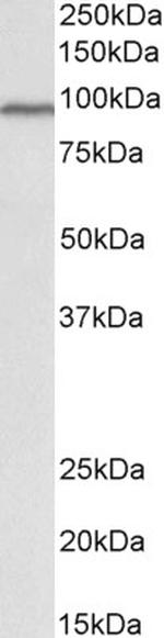 Cullin 3 Antibody in Western Blot (WB)