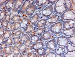 Apolipoprotein A4 Antibody in Immunohistochemistry (Paraffin) (IHC (P))