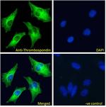 Thrombospondin 1 Antibody in Immunocytochemistry (ICC/IF)