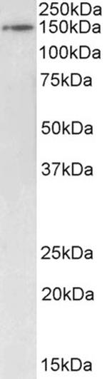 BRD4 Antibody in Western Blot (WB)