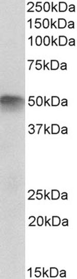 ATG4C Antibody in Western Blot (WB)