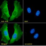 AHR Antibody in Immunocytochemistry (ICC/IF)