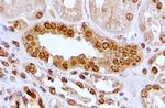 AHR Antibody in Immunohistochemistry (Paraffin) (IHC (P))