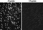 SGLT1 Antibody in Immunohistochemistry (Frozen) (IHC (F))