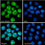 NCoR1 Antibody in Immunocytochemistry (ICC/IF)