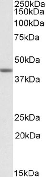 TAF7L Antibody in Western Blot (WB)