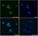 Fibrillin 1 Antibody in Immunocytochemistry (ICC/IF)