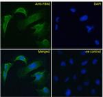 Fibrillin 1 Antibody in Immunocytochemistry (ICC/IF)