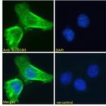 OATP8 Antibody in Immunocytochemistry (ICC/IF)